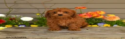 Cavapoo dogs for sale: Archie - Ad 4