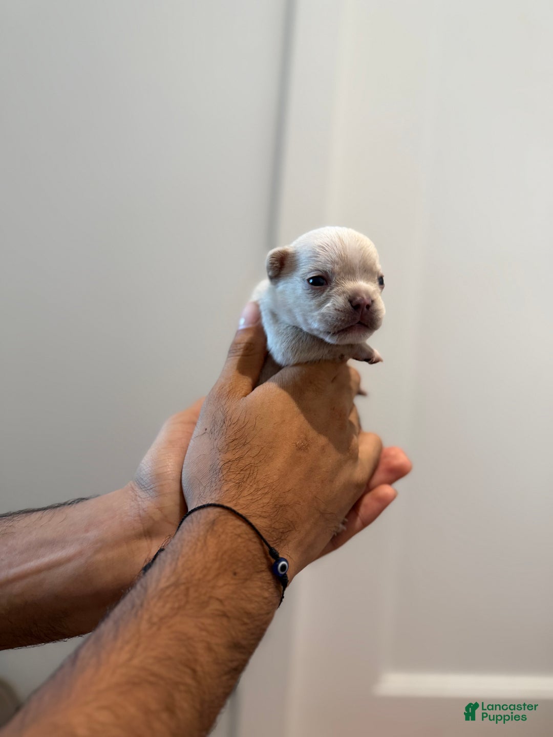 French Bulldog dogs for sale: Ice - Ad 6