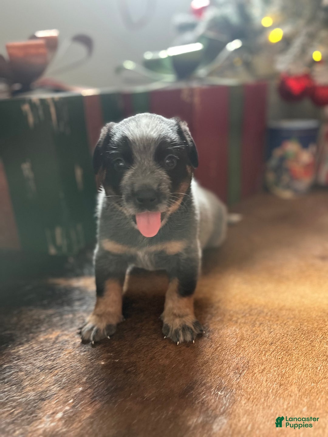 Australian Cattle Dog dogs for sale: Australian Cattle Dog Puppy 1 - Ad 3