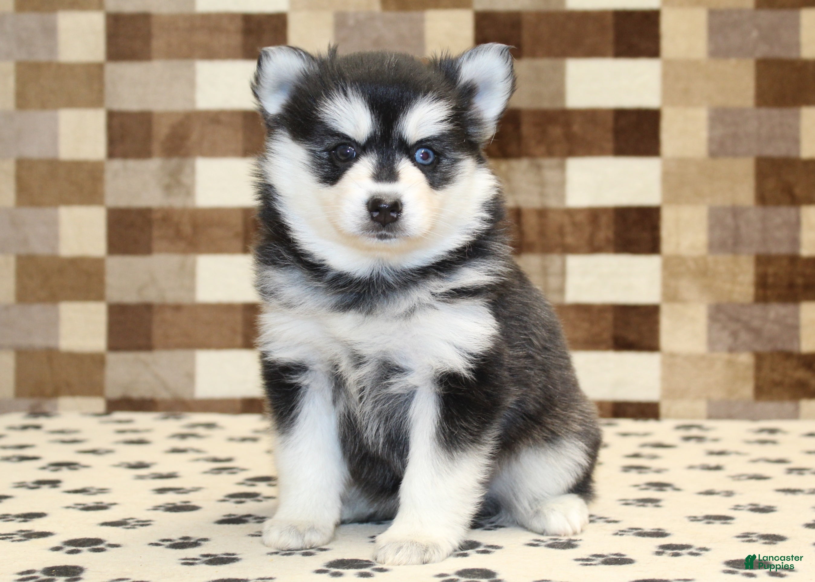 Pomsky dogs Pearl - Ad 29