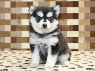 Pomsky dogs Pearl - Ad 35