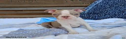 Boston Terrier dogs for sale: Roland - Ad 1