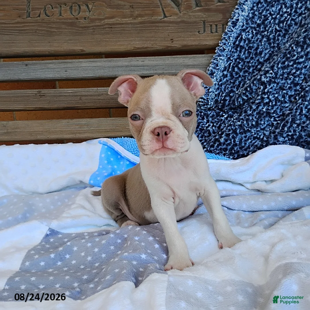 Boston Terrier dogs for sale: Roland - Ad 1