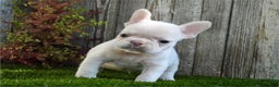 French Bulldog dogs for sale: Frederick - Ad 2
