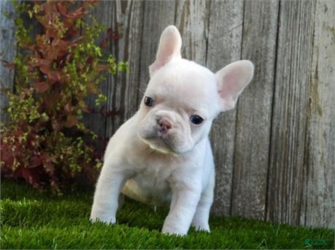 French Bulldog dogs for sale: Frederick - Ad 2