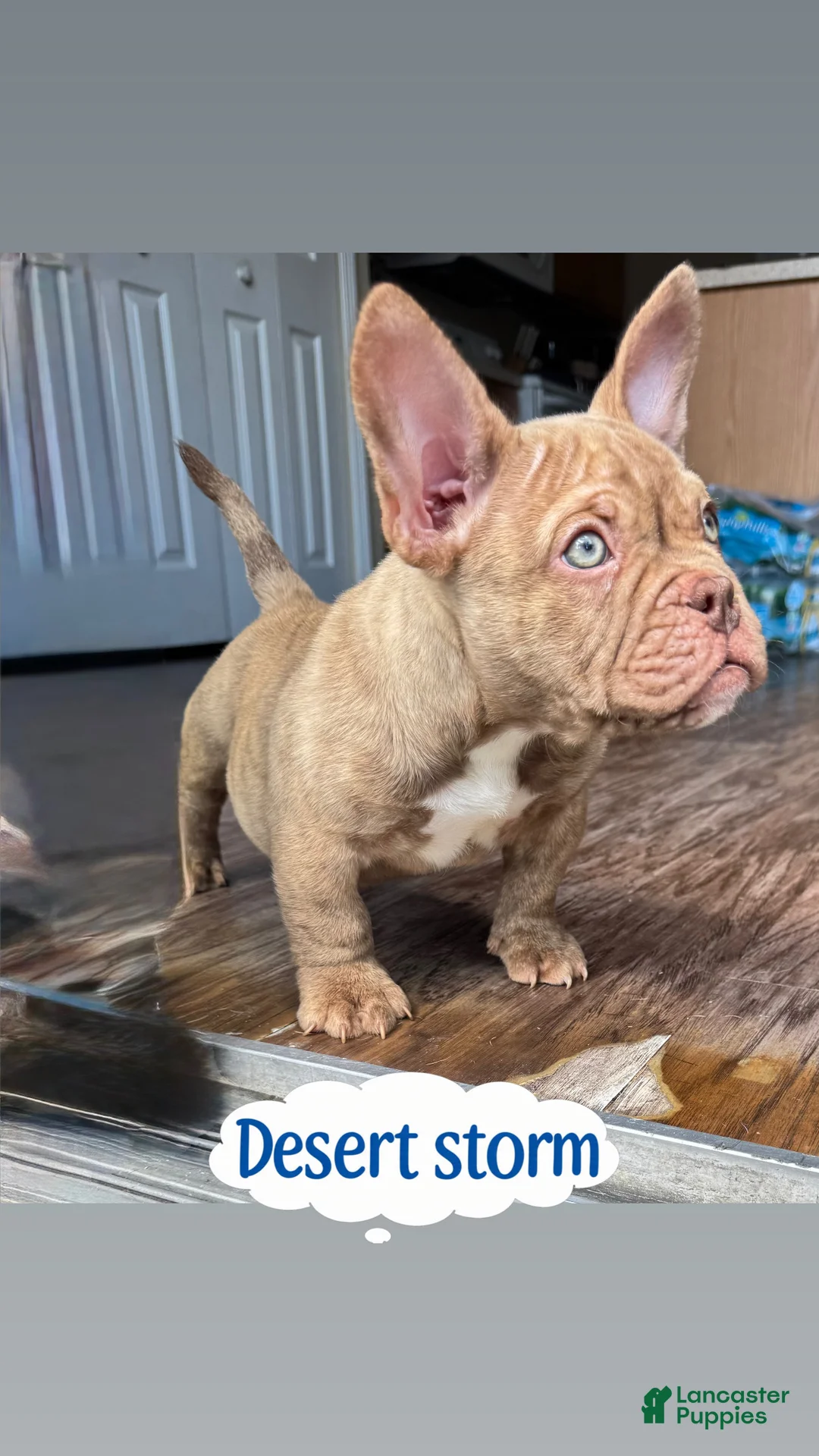 American Bully dogs for sale:  Desert Storm - Ad 1