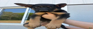 Ranger