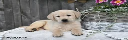 Labrador Retriever dogs for sale: Rocky - Ad 3