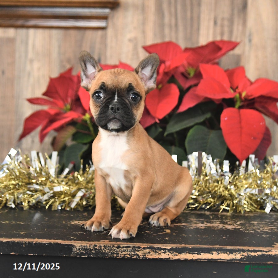 Frenchton dogs Holiday - Ad 40