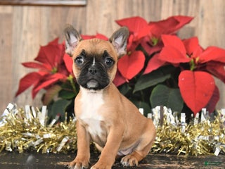 Frenchton dogs Holiday - Ad 12