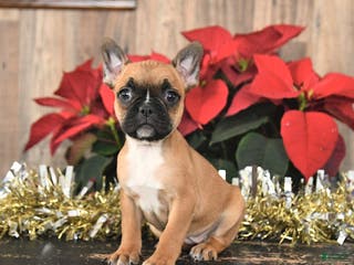 Frenchton dogs Holiday - Ad 11