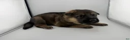 German Shepherd dogs for sale: Dutch - Ad 1