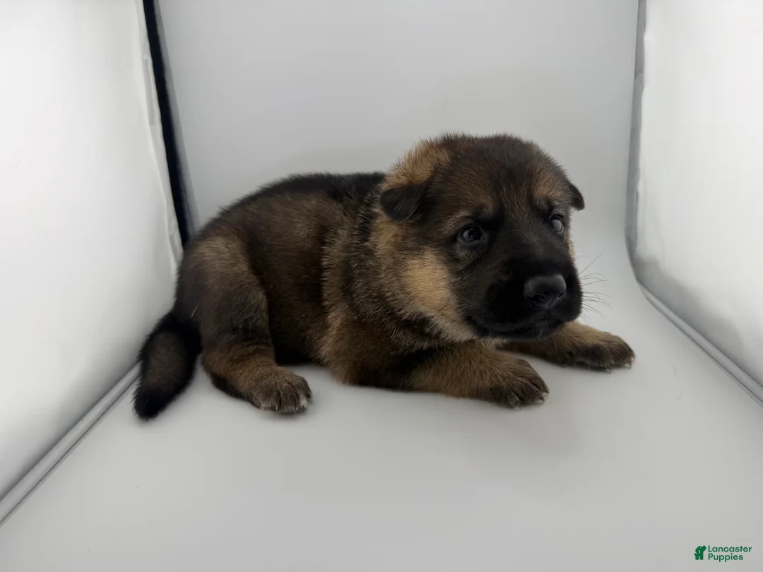 German Shepherd dogs for sale: Dutch - Ad 1