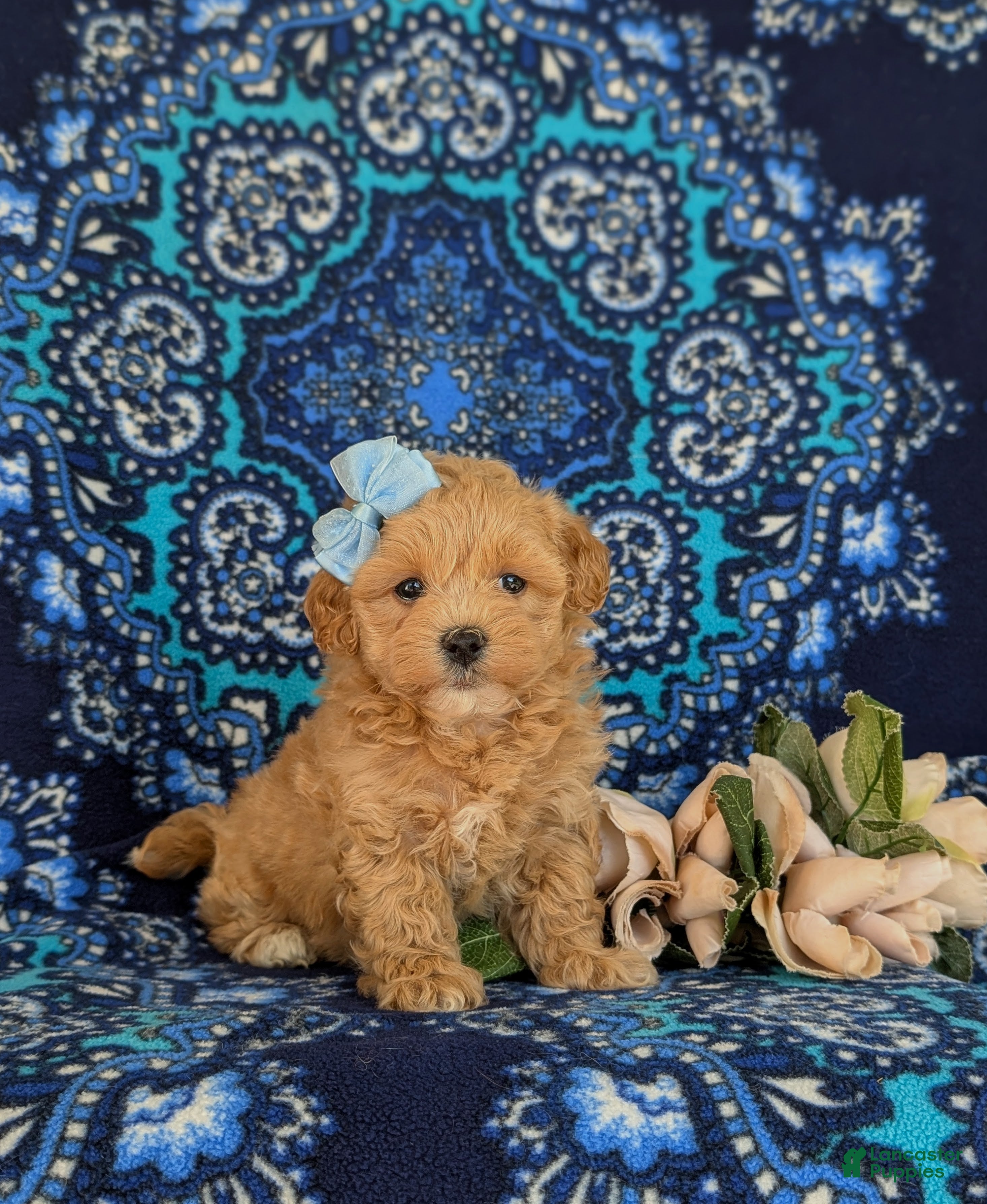 Maltipoo dogs for sale: Reagan - Ad 3