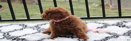 Toy Poodle dogs for sale: Paige - Ad 6
