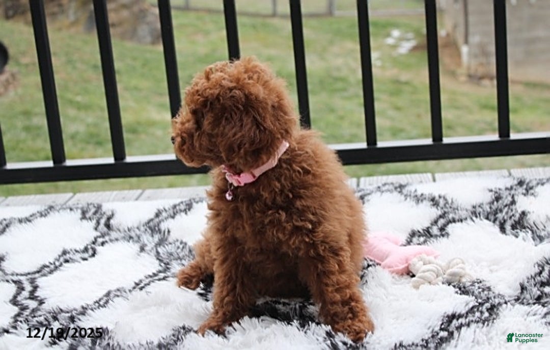 Toy Poodle dogs for sale: Paige - Ad 6