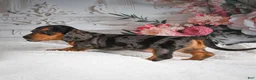 Miniature Dachshund dogs for sale: AKC-Gina - Ad 6