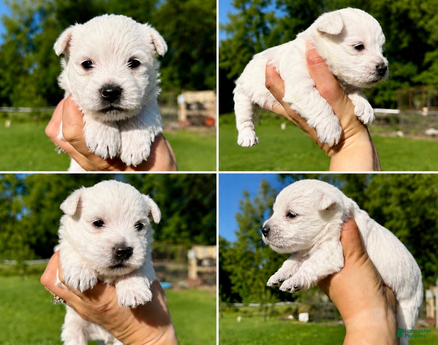 West Highland Terrier dogs Doug - Ad 2
