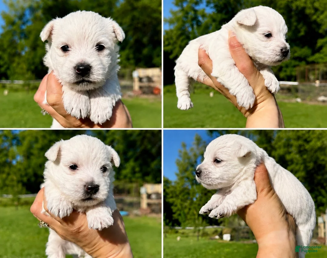 West Highland Terrier dogs for sale: Doug - Ad 1