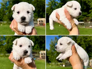West Highland Terrier dogs Doug - Ad 2