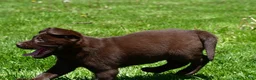 Labrador Retriever dogs for sale: Libby - Ad 11
