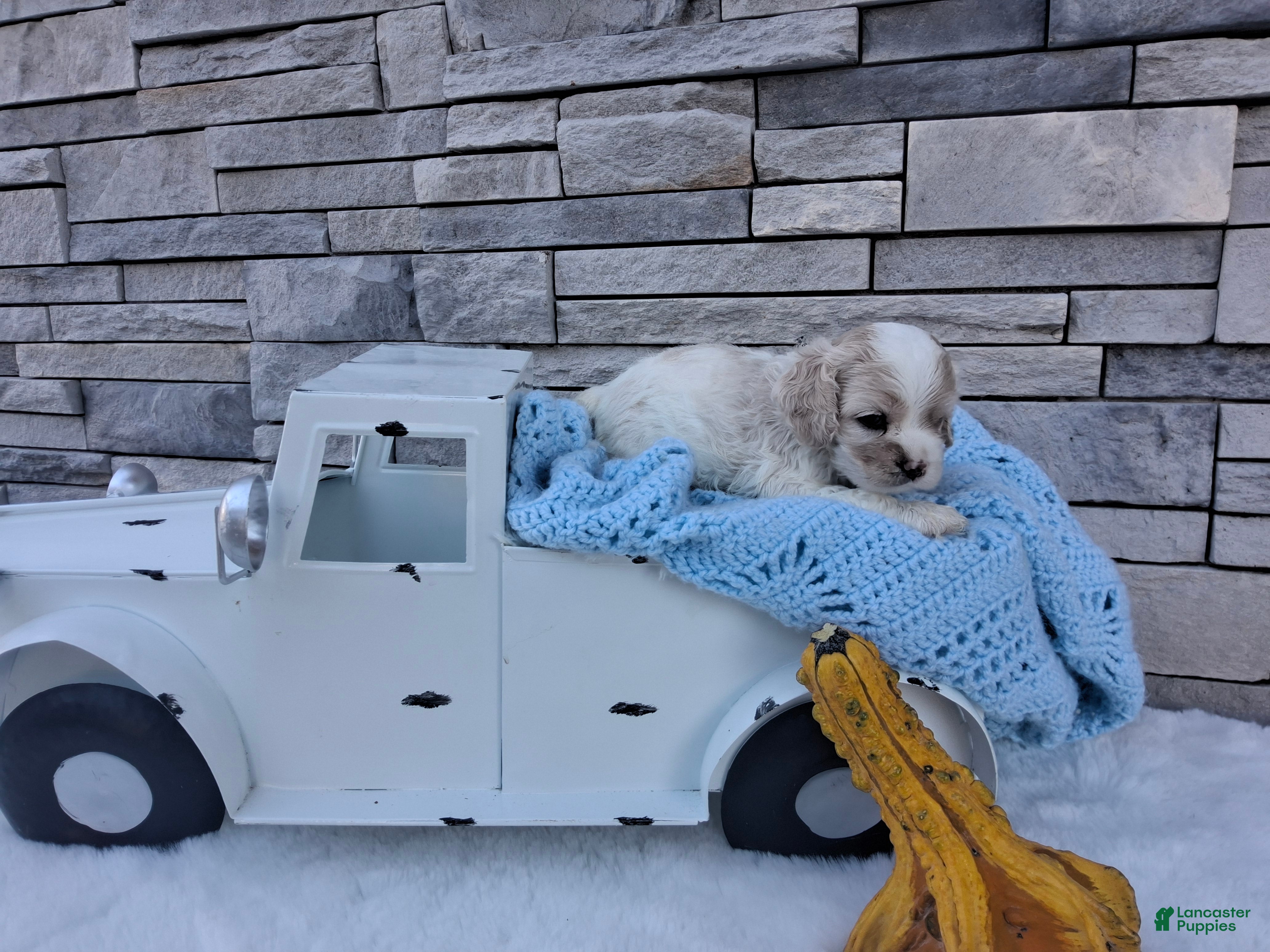 Cocker Spaniel dogs for sale: Waffles - Ad 1