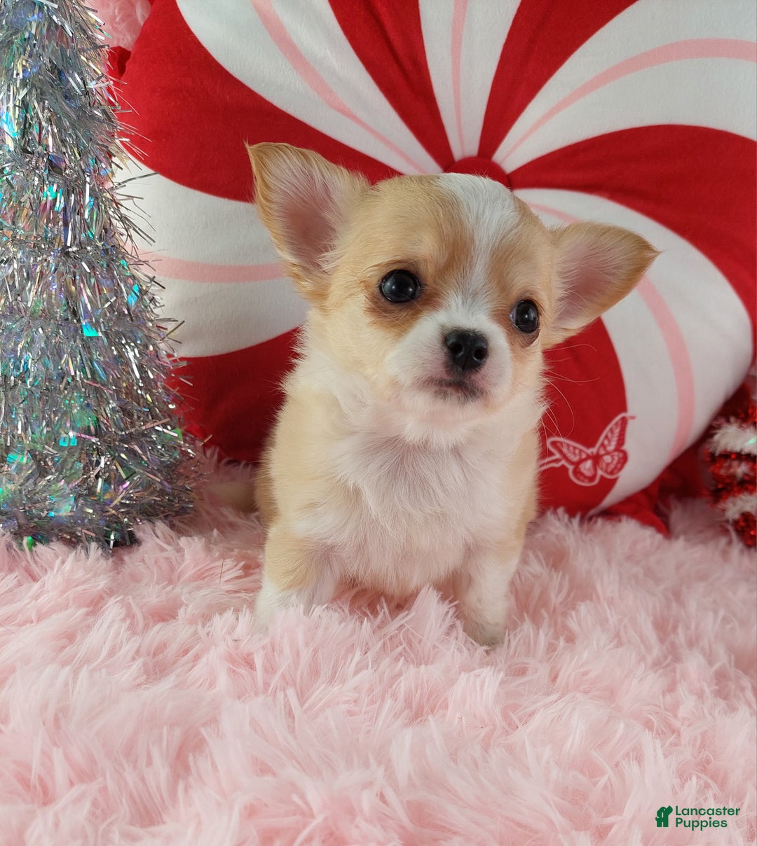 Chihuahua dogs for sale: Milly - Ad 9