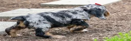 Cocker Spaniel dogs for sale: Brunson 🐶💙 - Ad 6