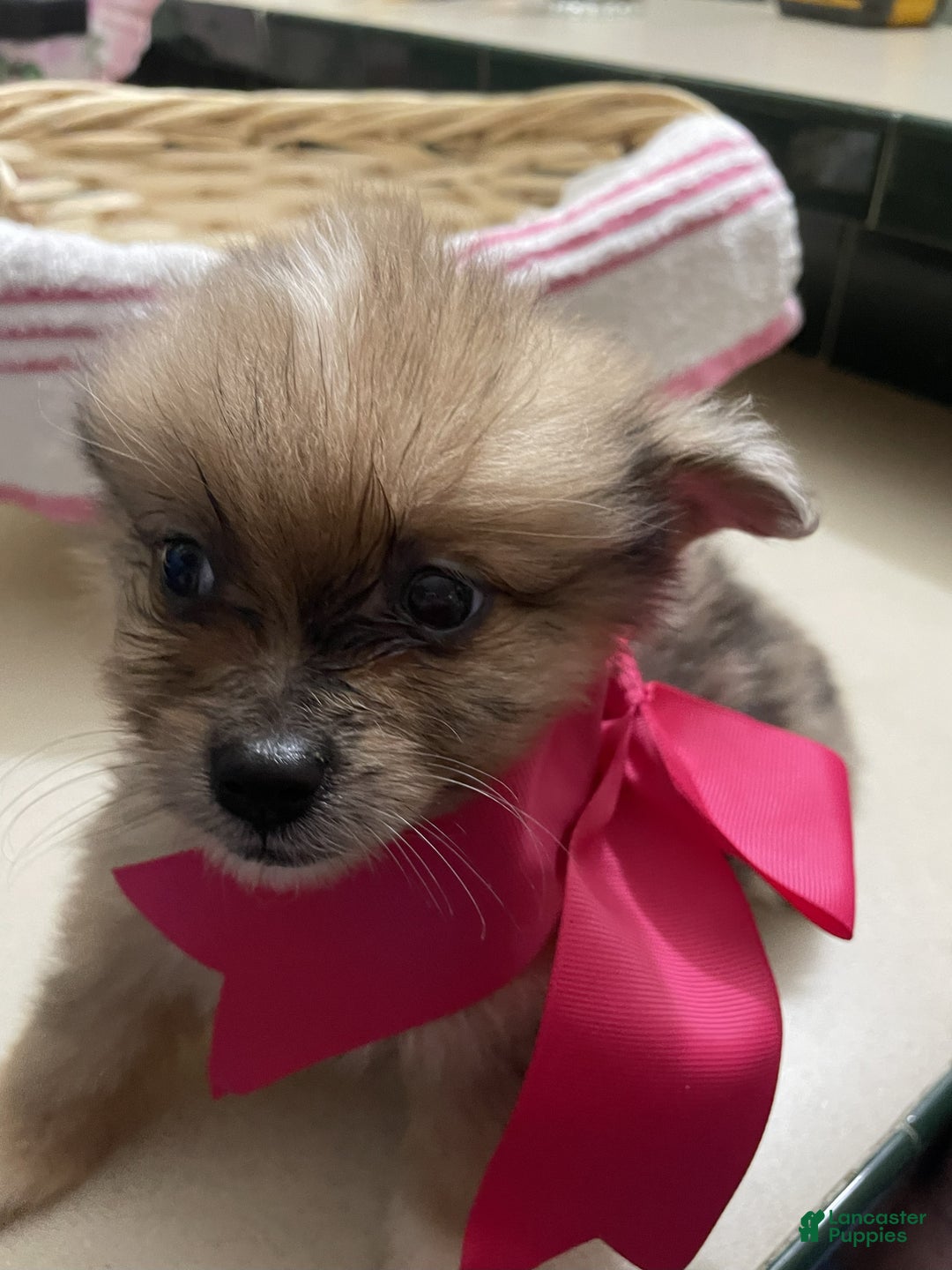 Pomeranian dogs for sale: Pomeranian Puppy 1 Amy - Ad 3