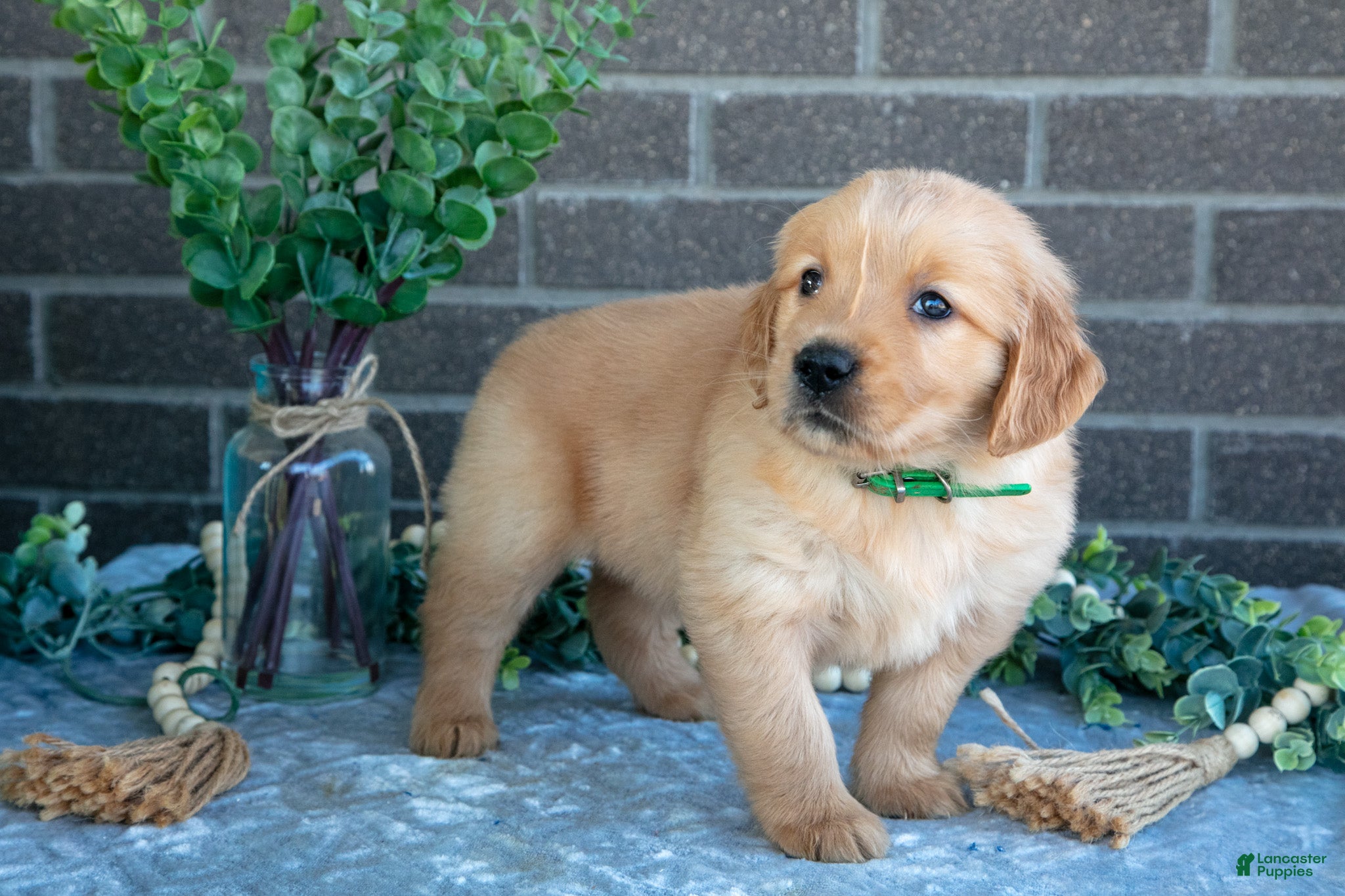 Golden Retriever dogs Pearl - Ad 2