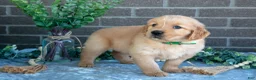 Golden Retriever dogs for sale: Pearl - Ad 2