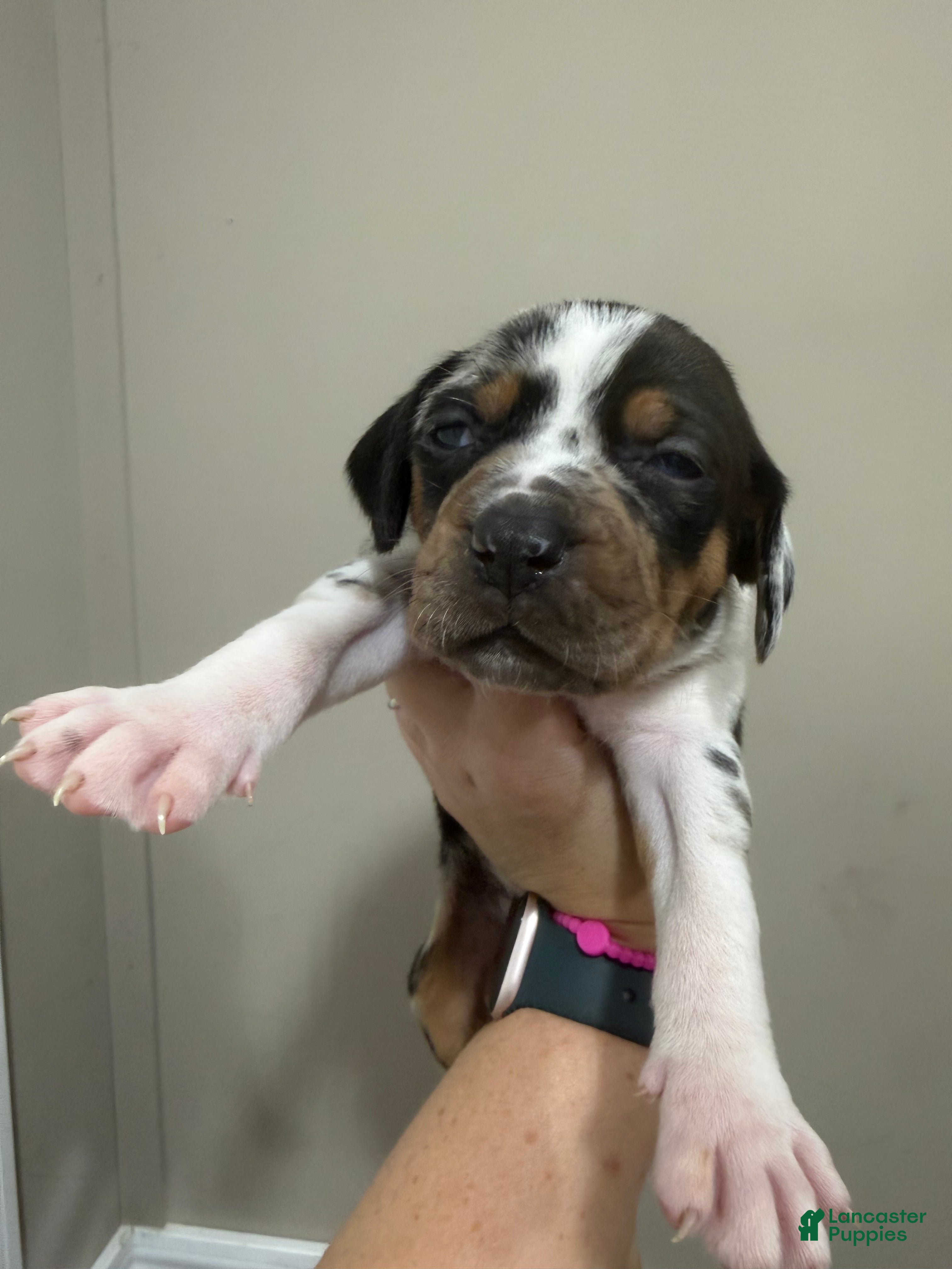 Catahoula Leopard Dog dogs Blue Girl - Ad 2