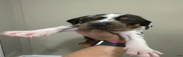 Catahoula Leopard Dog dogs for sale: Blue Girl - Ad 2