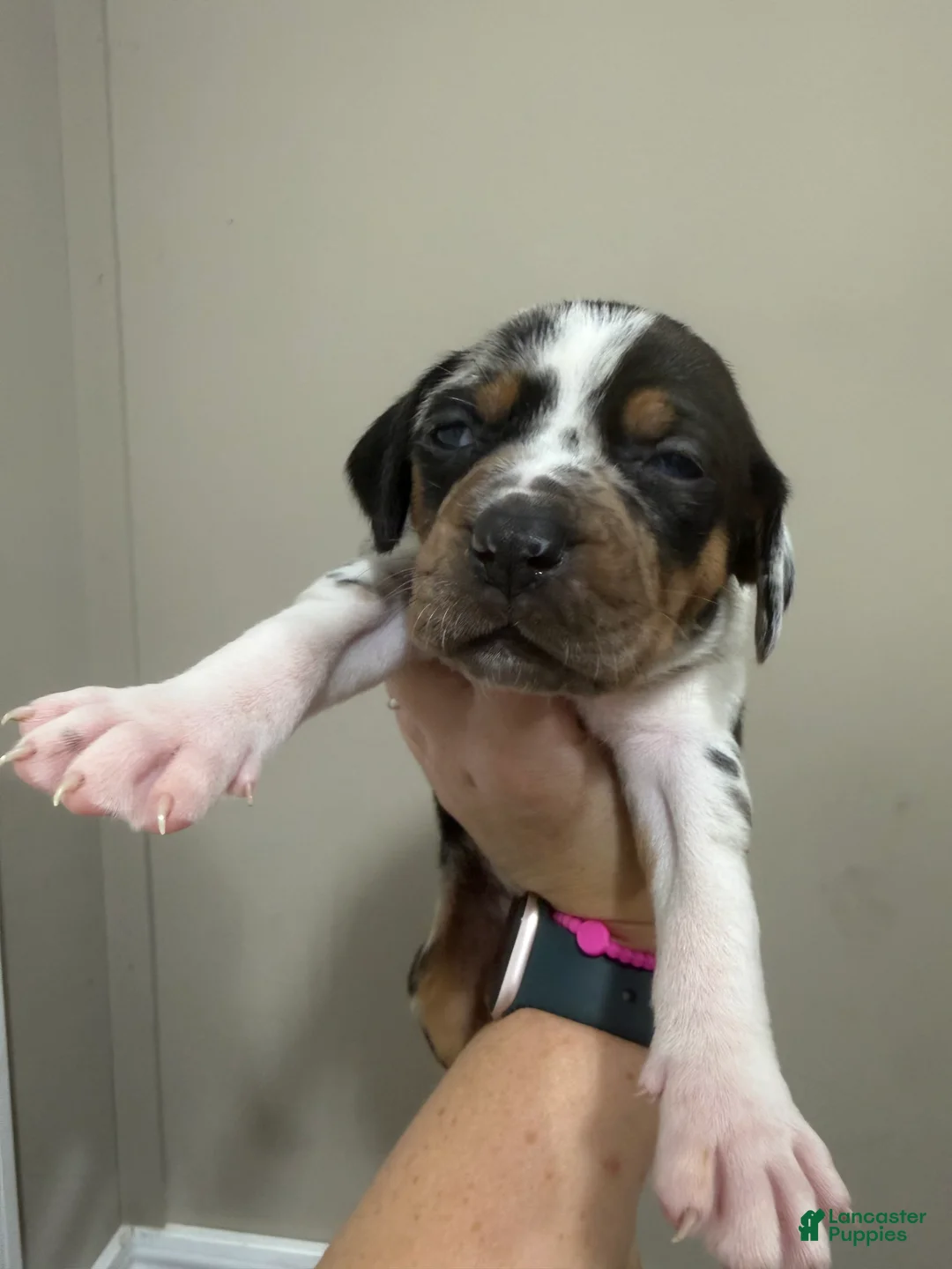 Catahoula Leopard Dog dogs for sale: Blue Girl - Ad 2