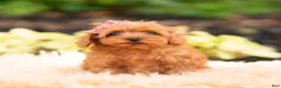 Maltipoo dogs for sale: Merrelle - Ad 2