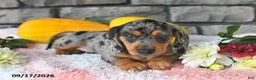 Miniature Dachshund dogs for sale: Freddie - Ad 4