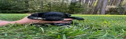 Goldendoodle dogs for sale: Boots - Ad 2