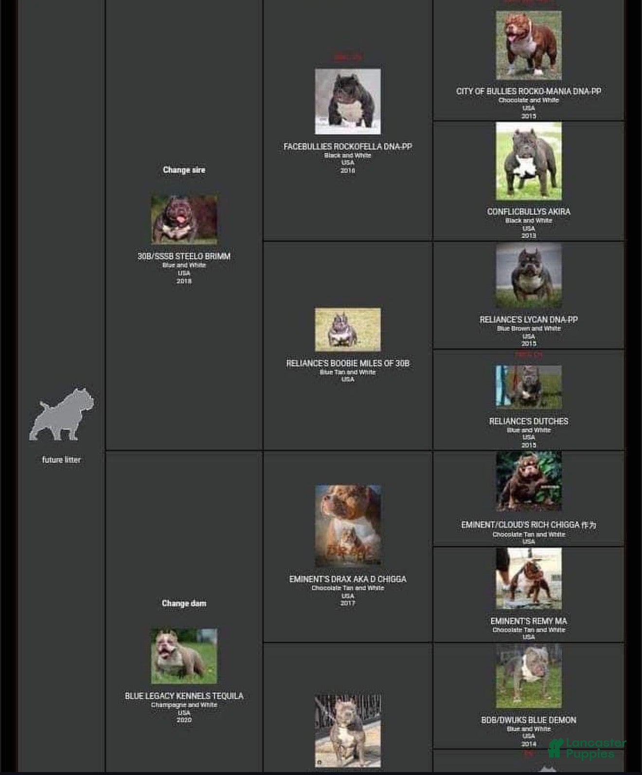 American Bully dogs American Bully Puppies - Ad 37