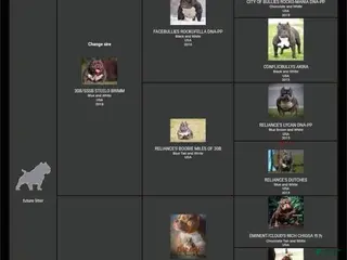 American Bully dogs American Bully Puppies - Ad 37