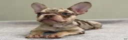 French Bulldog dogs for sale: Shelly - Ad 3