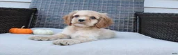 Cocker Spaniel dogs for sale: Ember - Ad 6