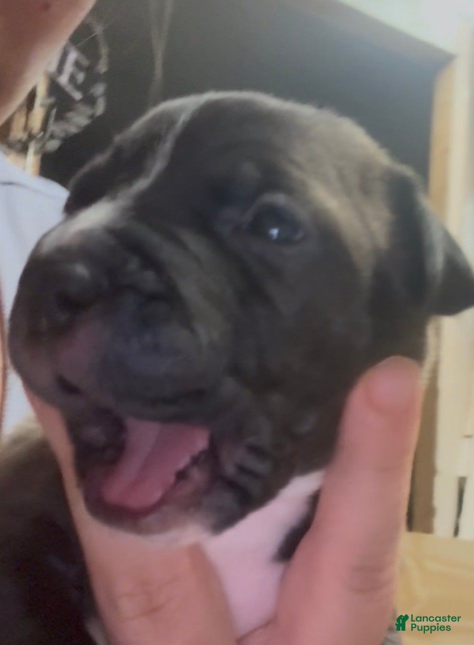 American Pit Bull Terrier dogs Charlotte - Ad 15