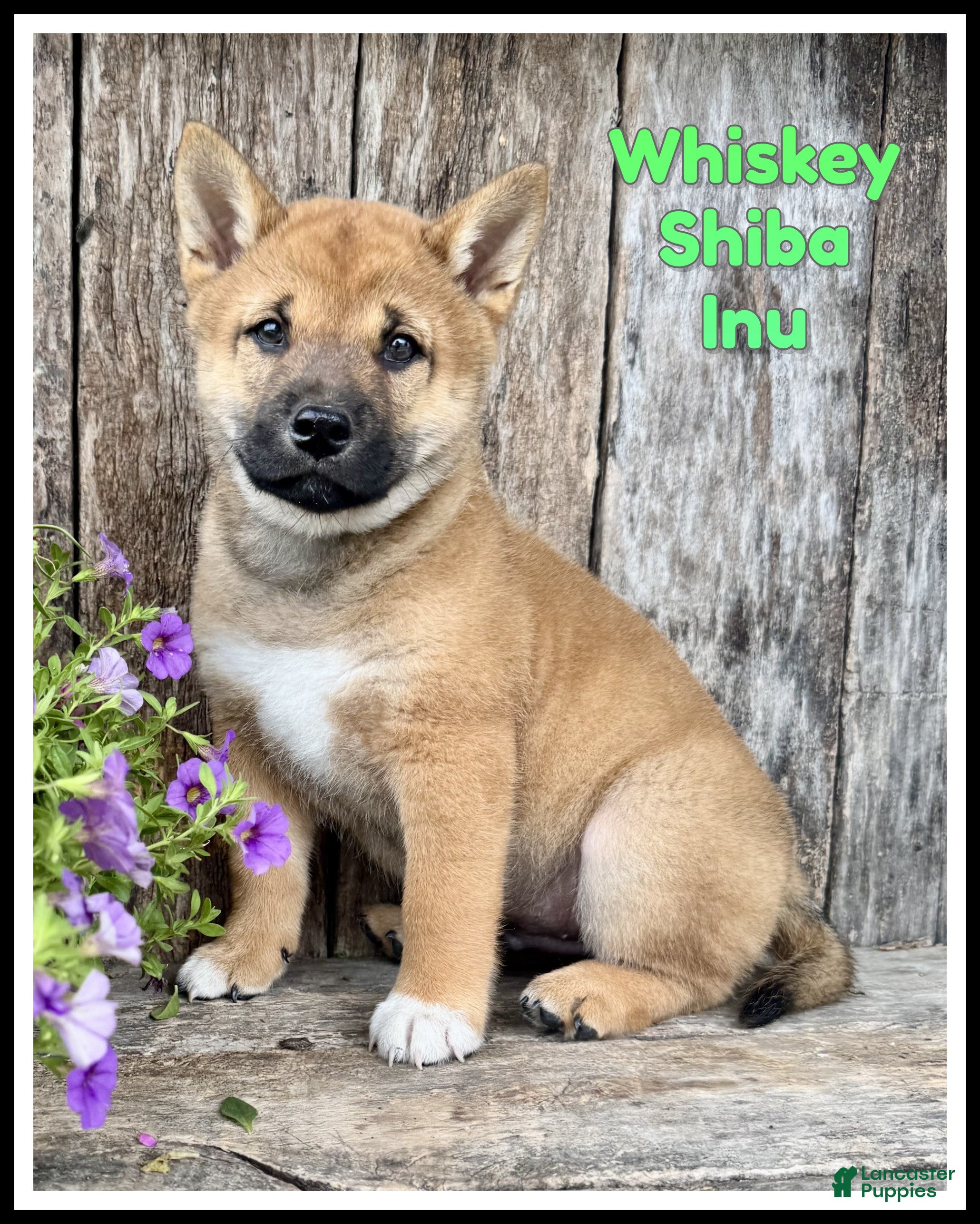 Shiba Inu dogs Whiskey - Ad 1
