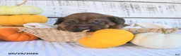 Mini Hippo dogs for sale: Cinnamon - Ad 7