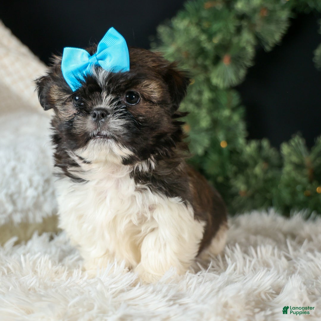 Shih Tzu dogs for sale: ROSCOE - Ad 14