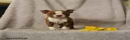 Boston Terrier dogs for sale: Darvin - Ad 3