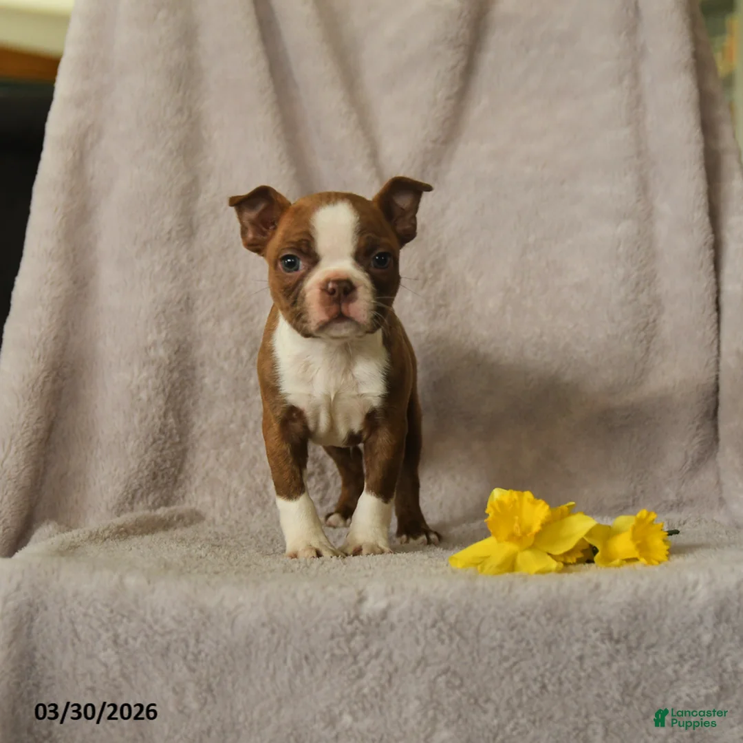 Boston Terrier dogs for sale: Darvin - Ad 3
