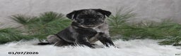 Pug dogs for sale: Brody - Ad 4
