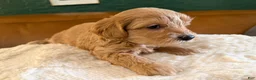 Maltipoo dogs for sale: Maltipoo 1 - Ad 2