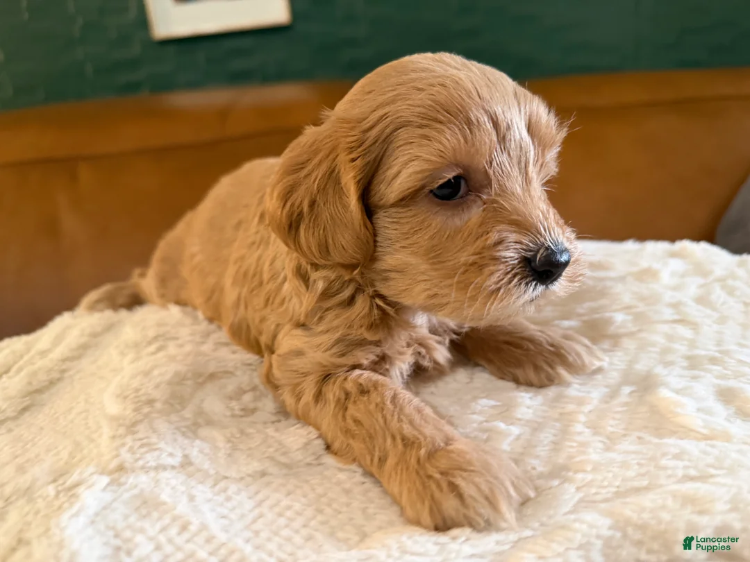 Maltipoo dogs for sale: Maltipoo 1 - Ad 2